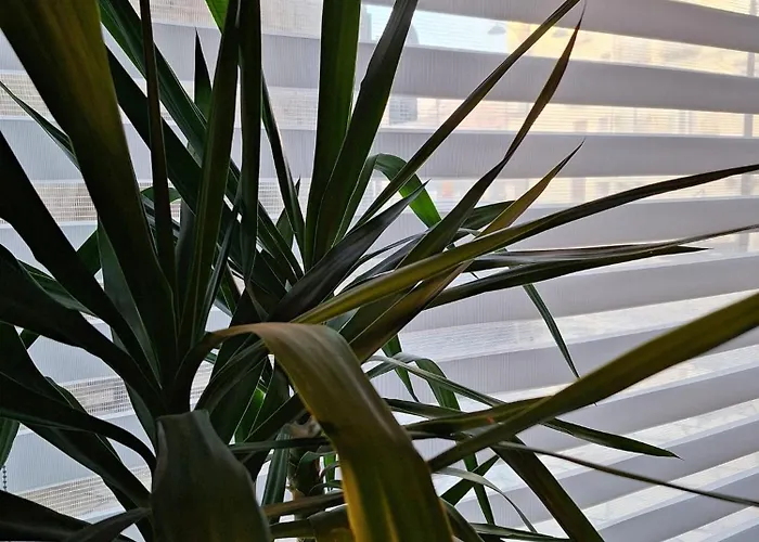 Pretoria Collection Potenza